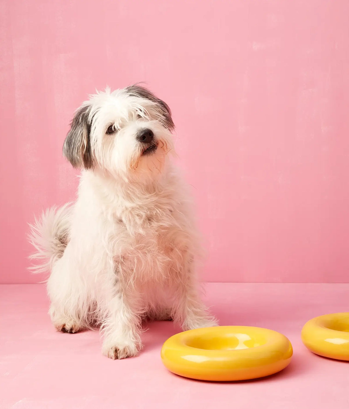 Yellow ceramic dog feeder