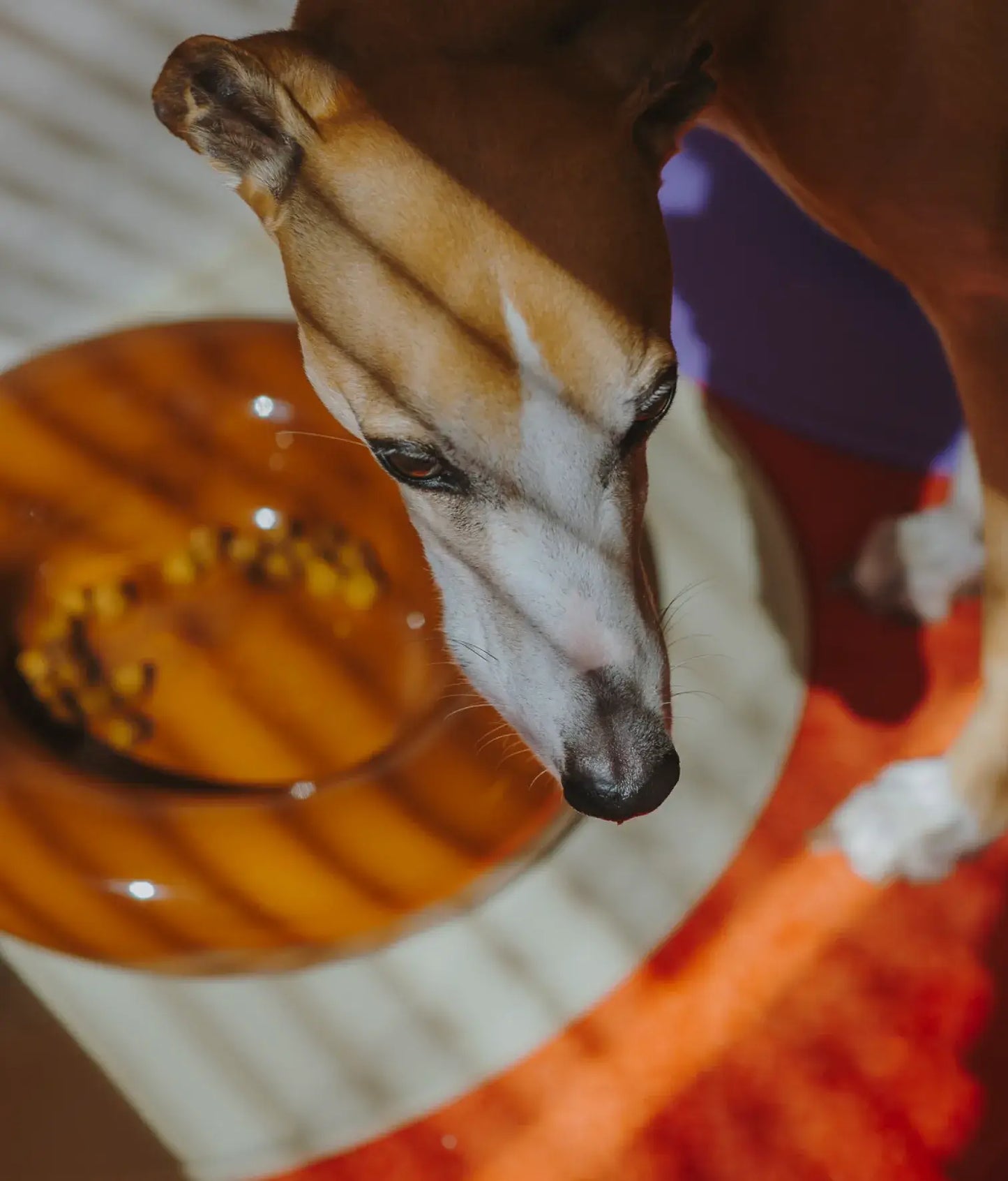 Handmade Ceramic Dog Bowl – Artisan Porcelain Feeder | SPLOOT