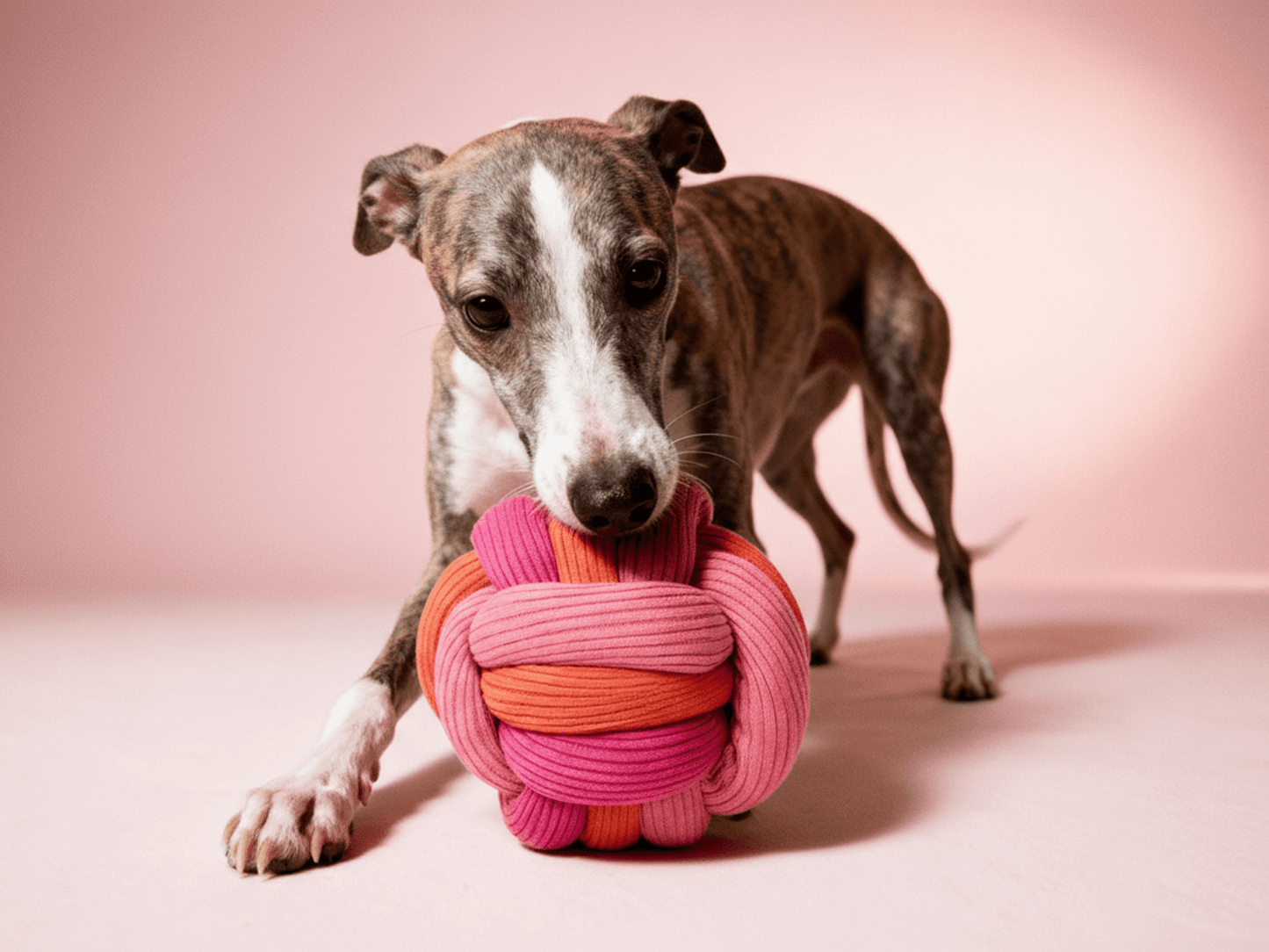 The Twisty Ball – Interactive Snuffle Ball for Dogs (new!)