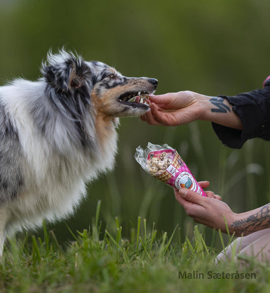 Dog eagerly anticipating a treat from a person in a grassy outdoor setting