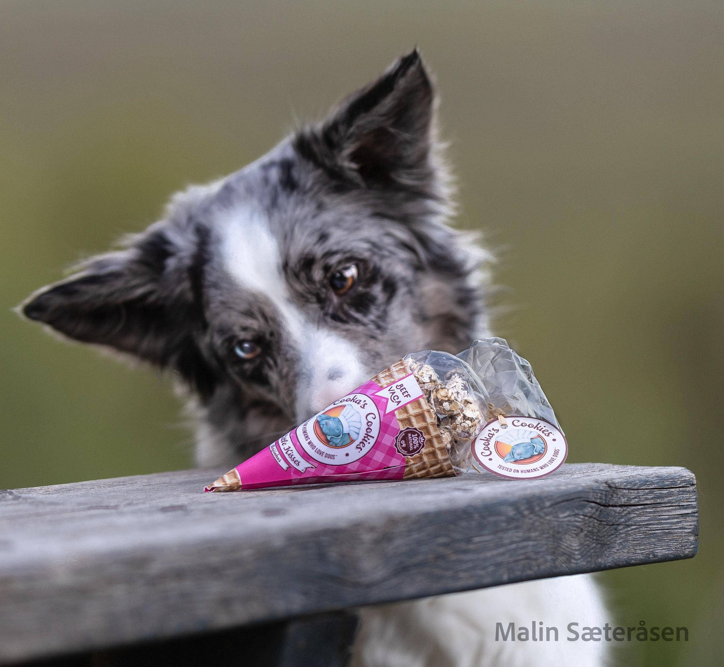 Dog looking at a bag of dog treats on a wooden surface with a blurred background
