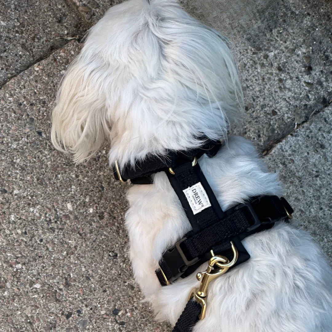 Small white dog wearing a black harness with gold hardware on a concrete surface