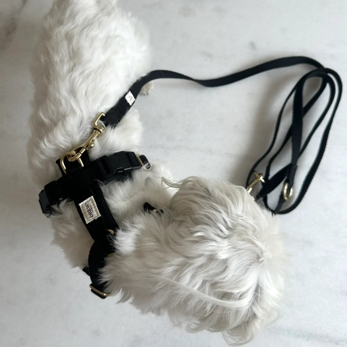Small white dog wearing a black harness on a light gray background