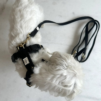 Small white dog wearing a black harness on a light gray background