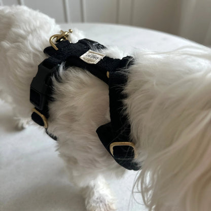 White dog wearing a black harness with gold accents on a white background