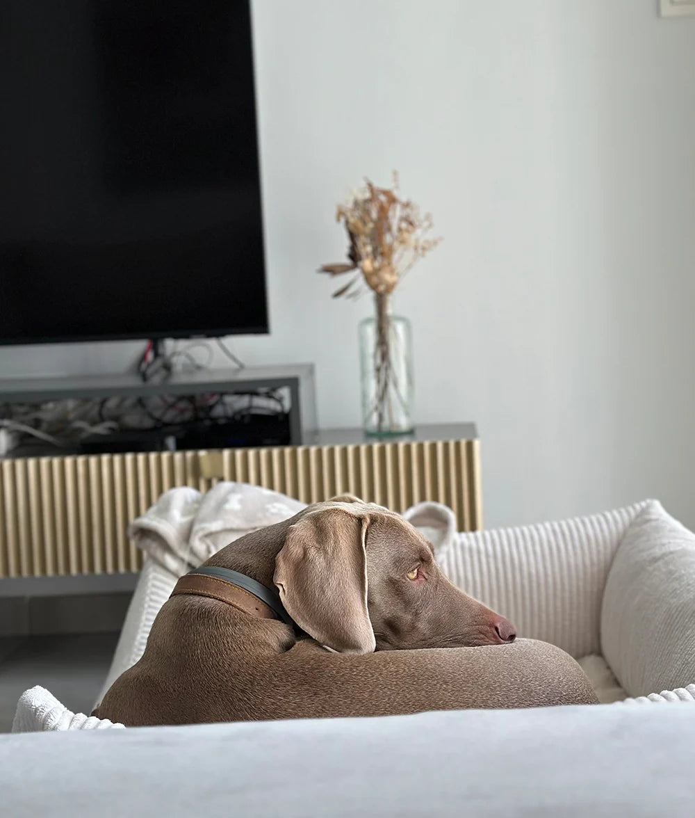 Dog lying on a couch in a living room with a television and decorative items in the background.