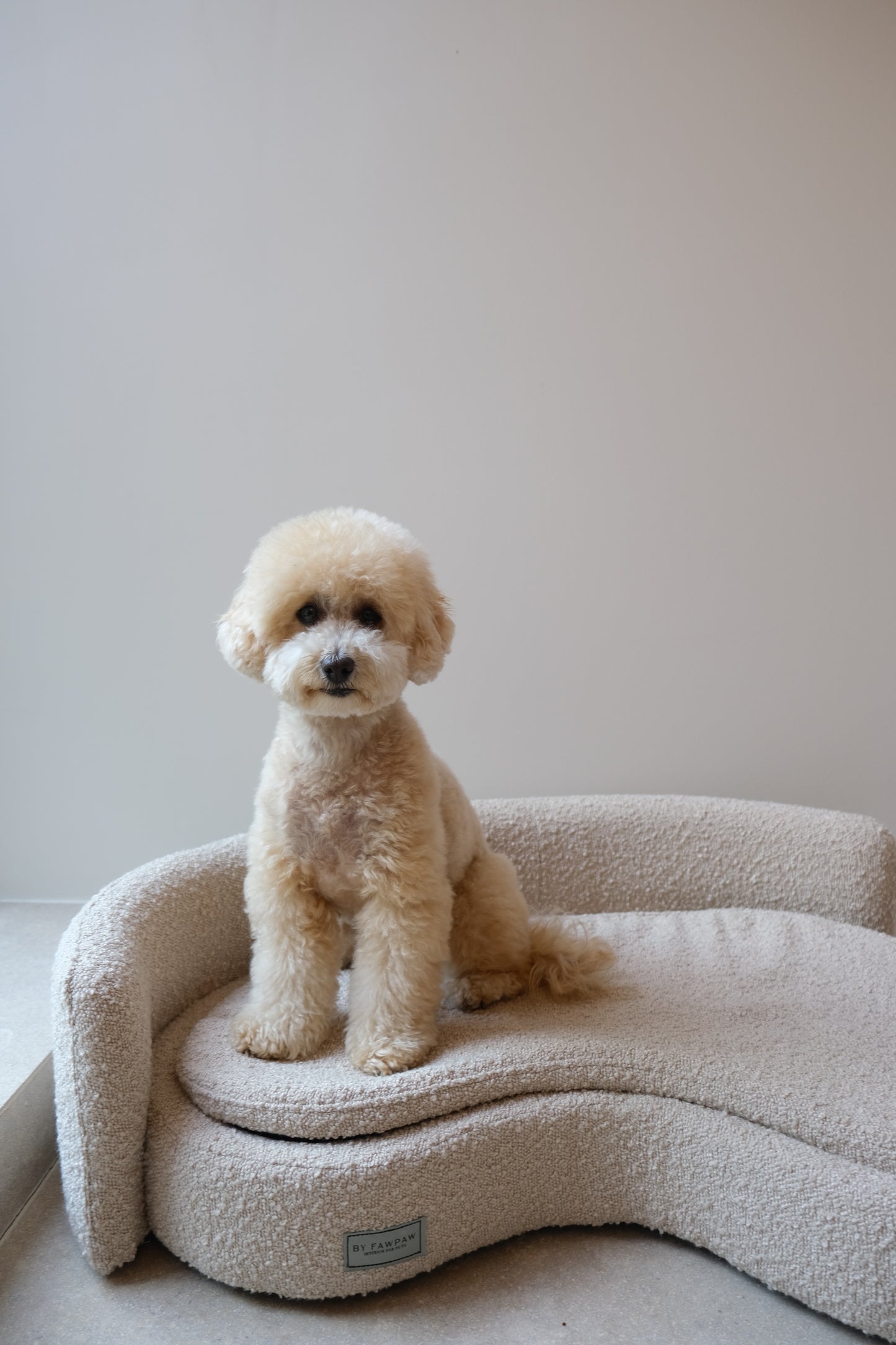 Small dog sitting on a curved, plush pet bed against a plain wall.
