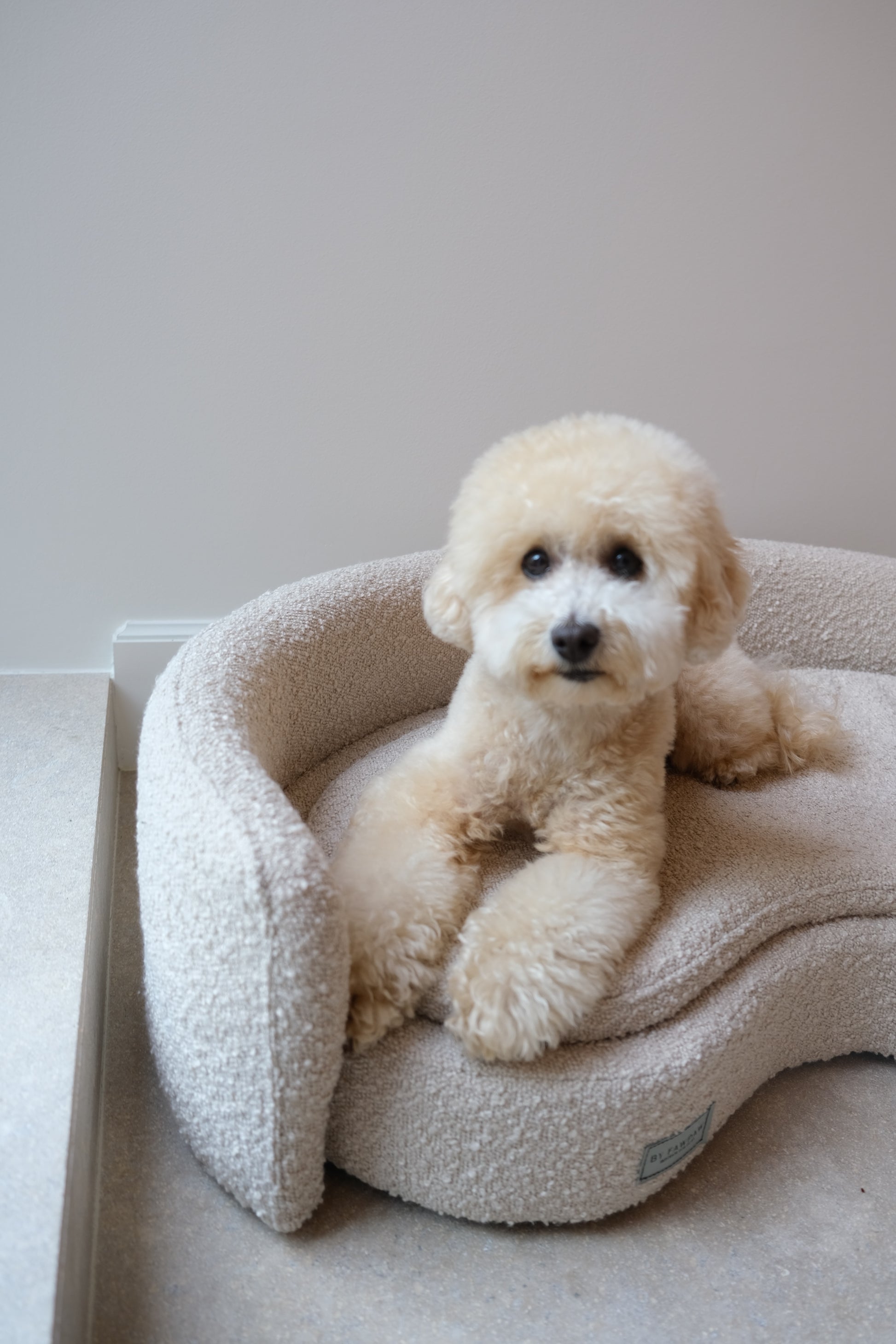 Small dog sitting on a fluffy pet bed against a plain background