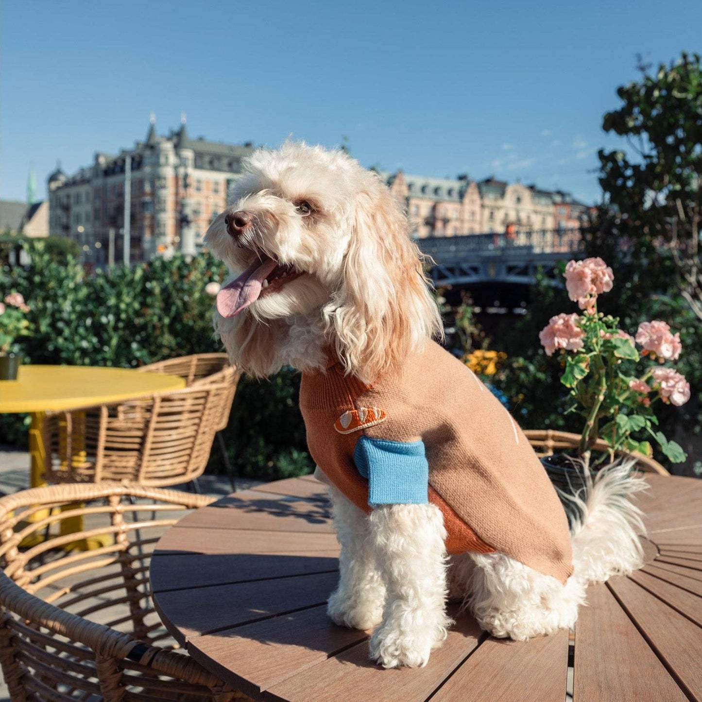 Brown Wool Dog Sweater – 100% Wool, Nordic Design