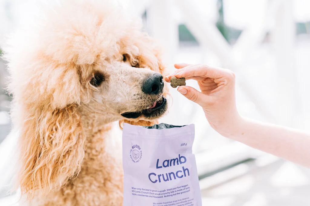 Dog being fed a Lamb Crunch treat with a package in the foreground