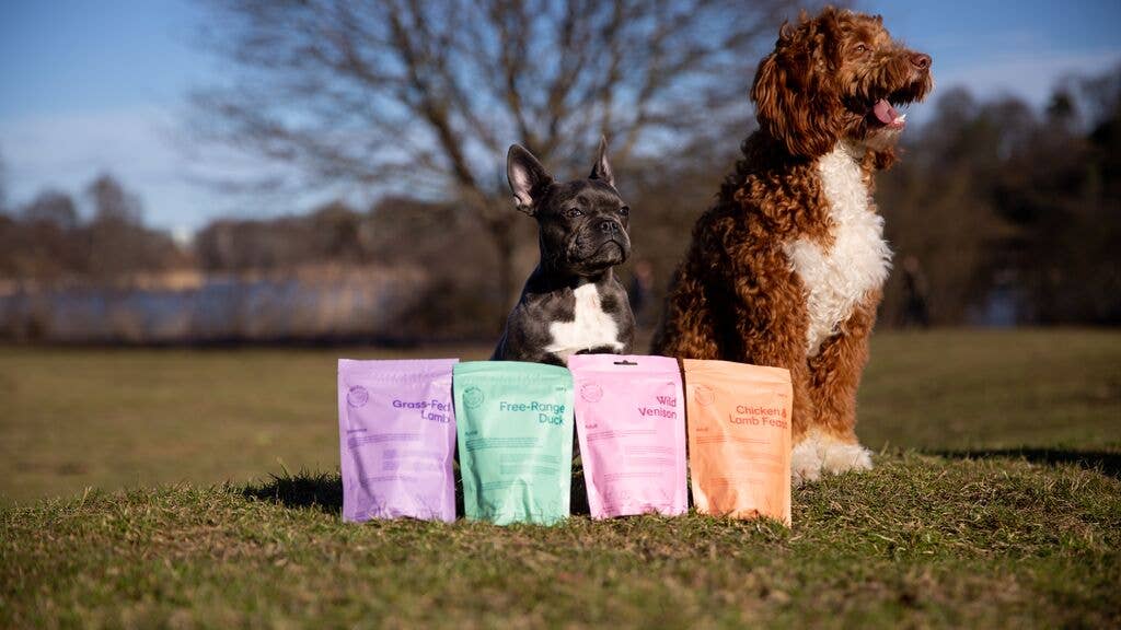 Two dogs standing behind four colorful bags on a grassy field.