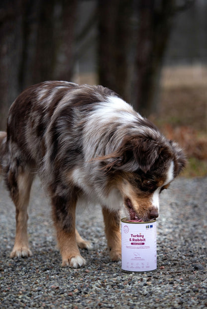 Dog sniffing a can of dog food on a gravel surface
