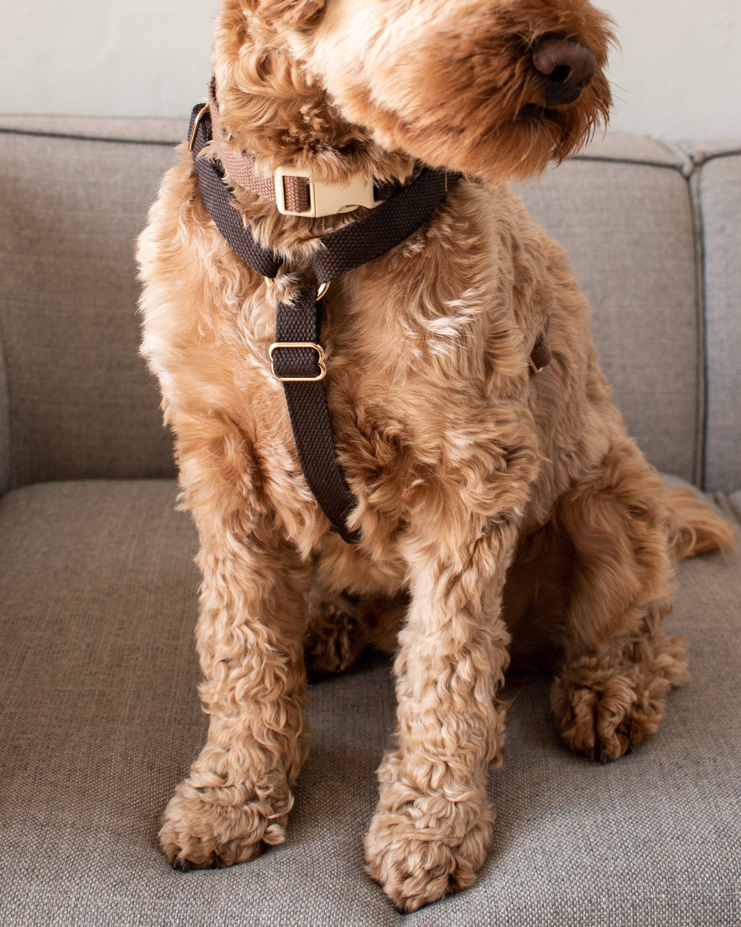 Dog Harness Chocolate – Lightweight & Stylish