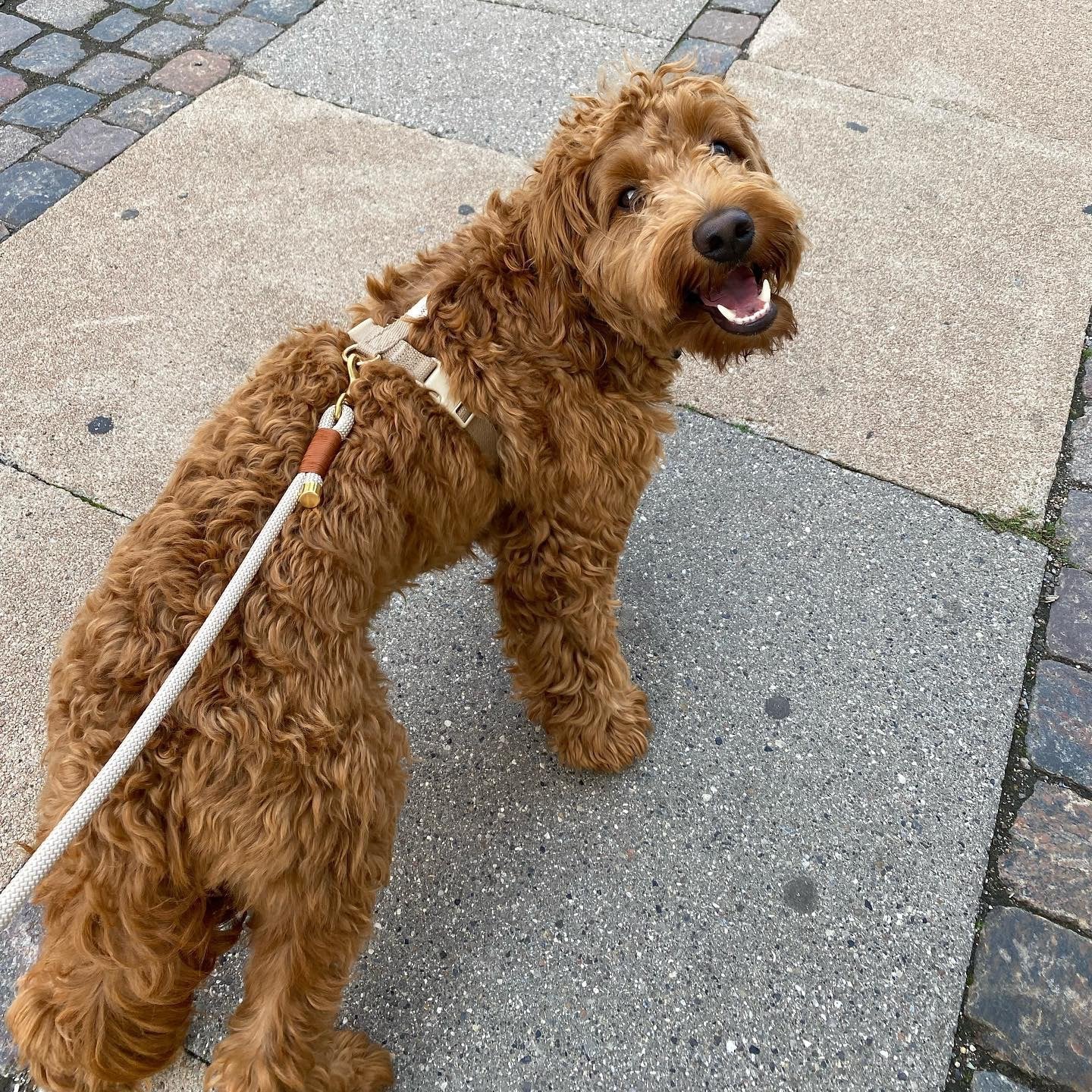 Brown curly-haired dog on a leash standing on a paved sidewalk