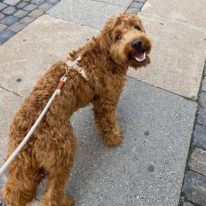 Brown curly-haired dog on a leash standing on a paved sidewalk