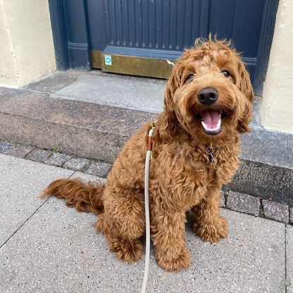 Brown dog sitting on a sidewalk with a blue door in the background