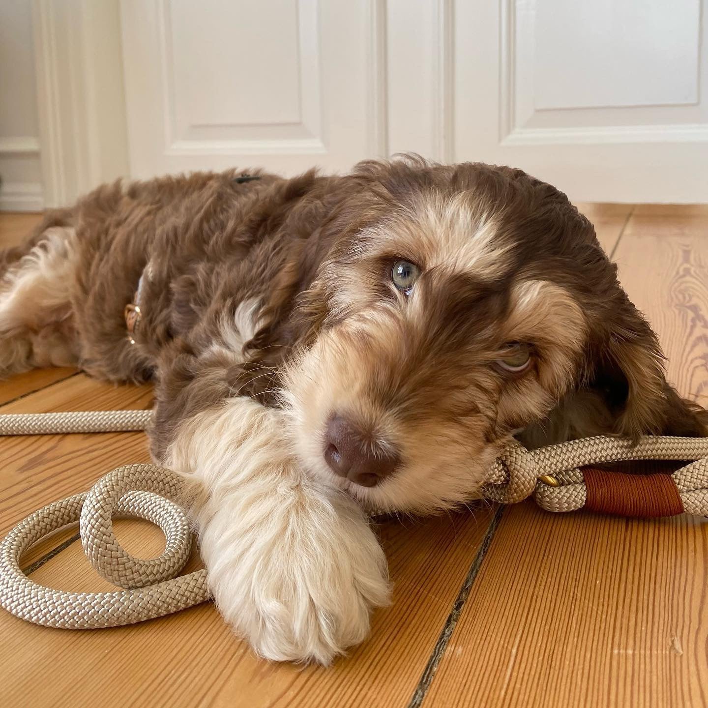 Chai Latte Puppy Leash – Durable Handmade Rope Leash