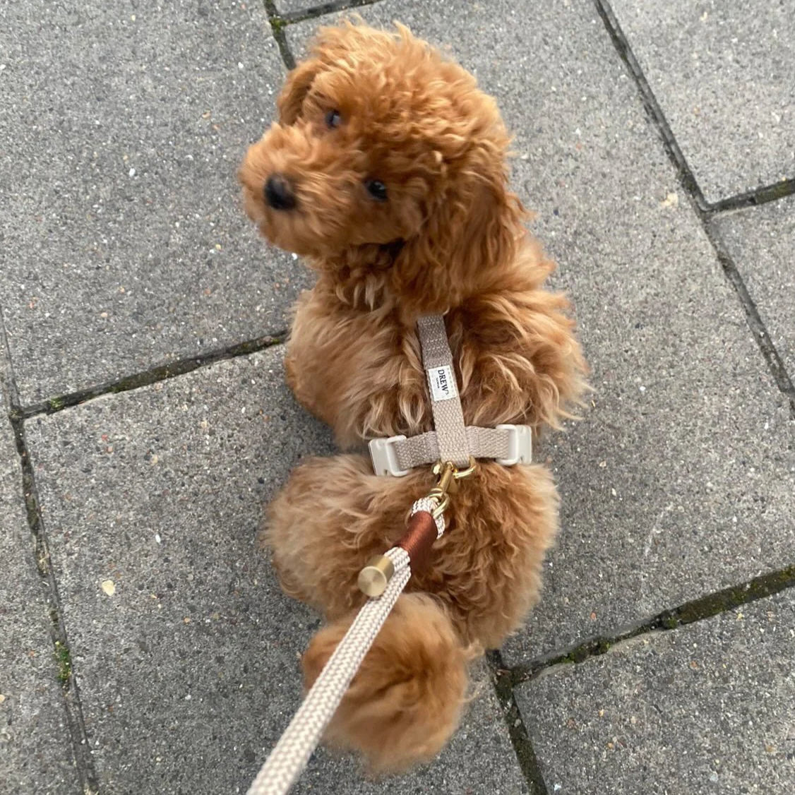 Chai Latte Puppy Leash – Durable Handmade Rope Leash