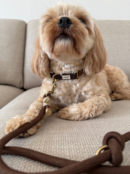 Dog sitting on a couch with a leash, looking up