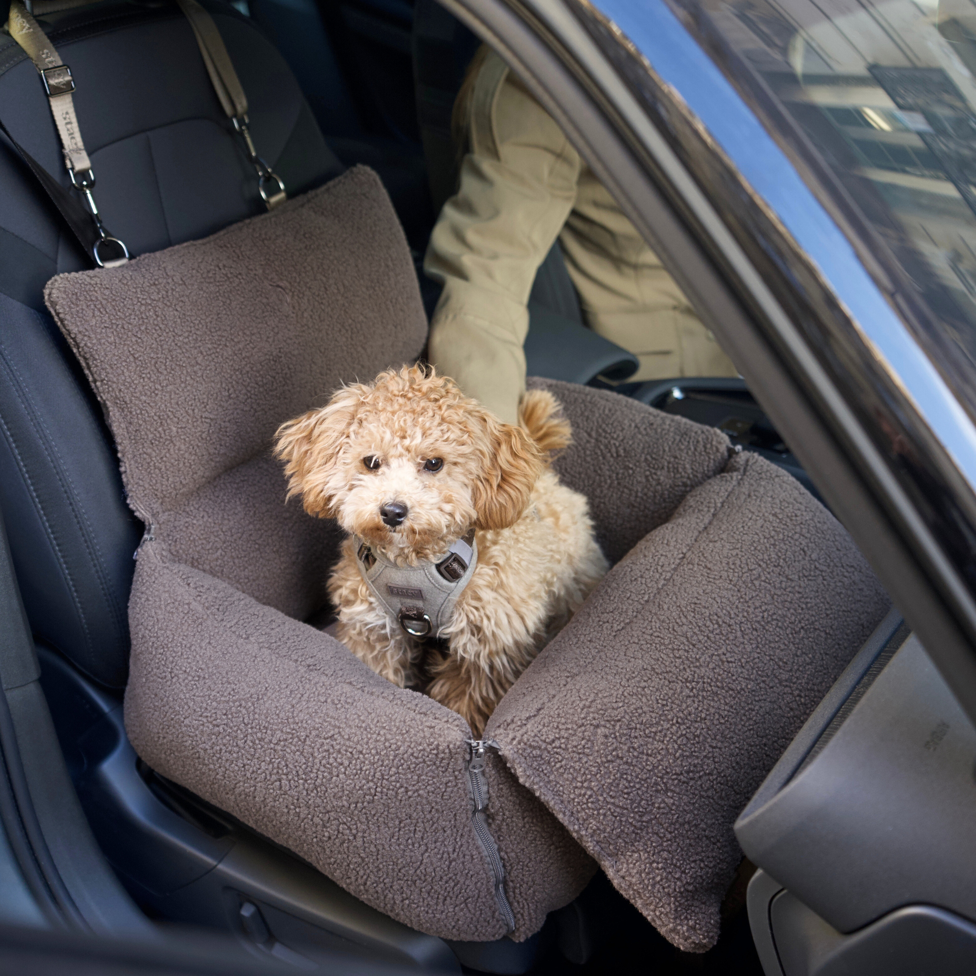 Dog sitting in a brown pet seat in a car