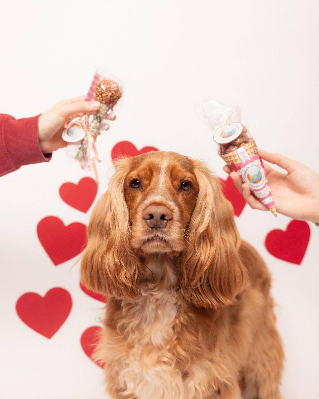 Dog with two dog toys held by hands against a heart-patterned background