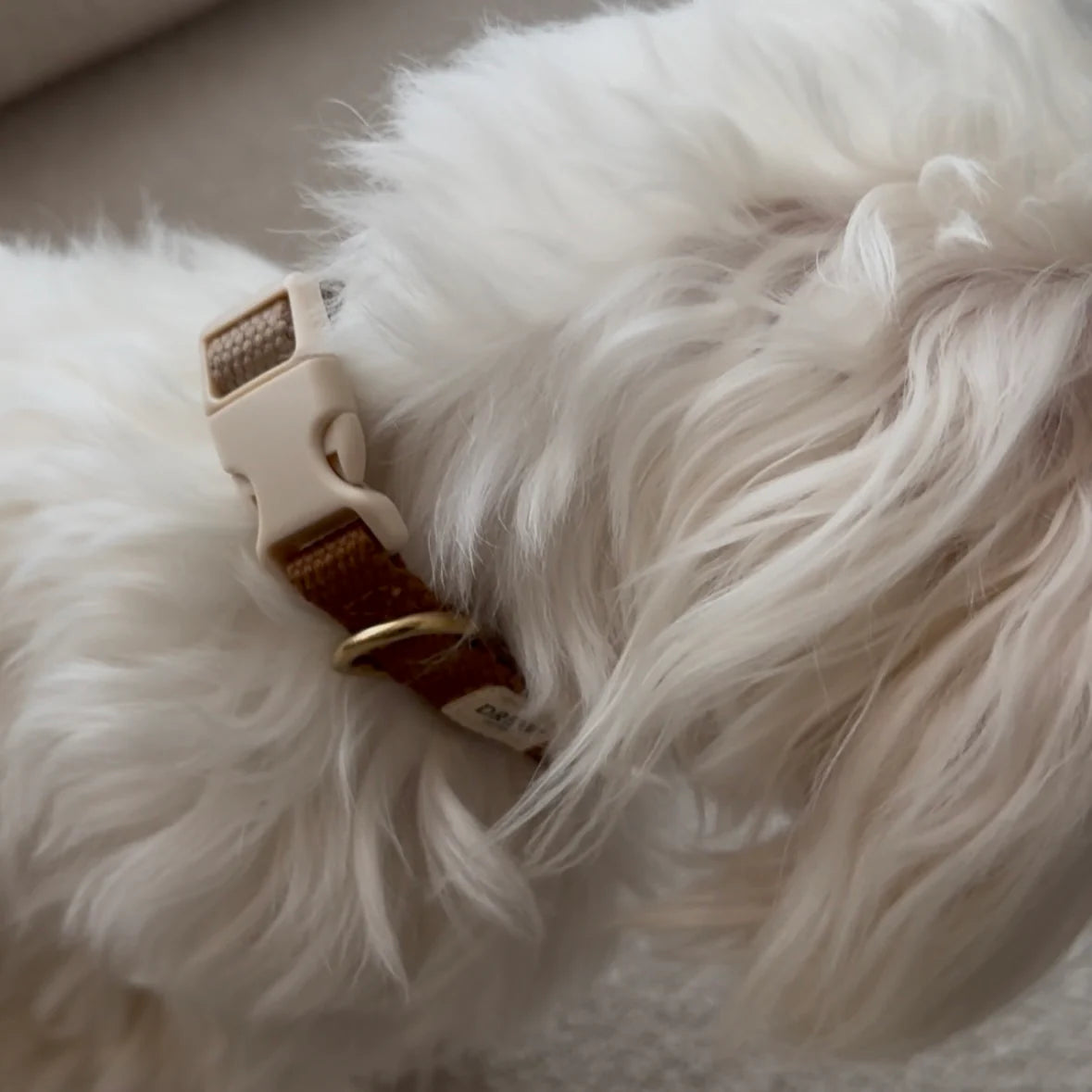 Close-up of a fluffy white animal wearing a brown and gold collar.