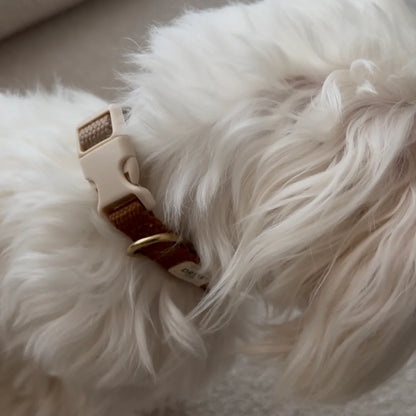 Close-up of a fluffy white animal wearing a brown and gold collar.