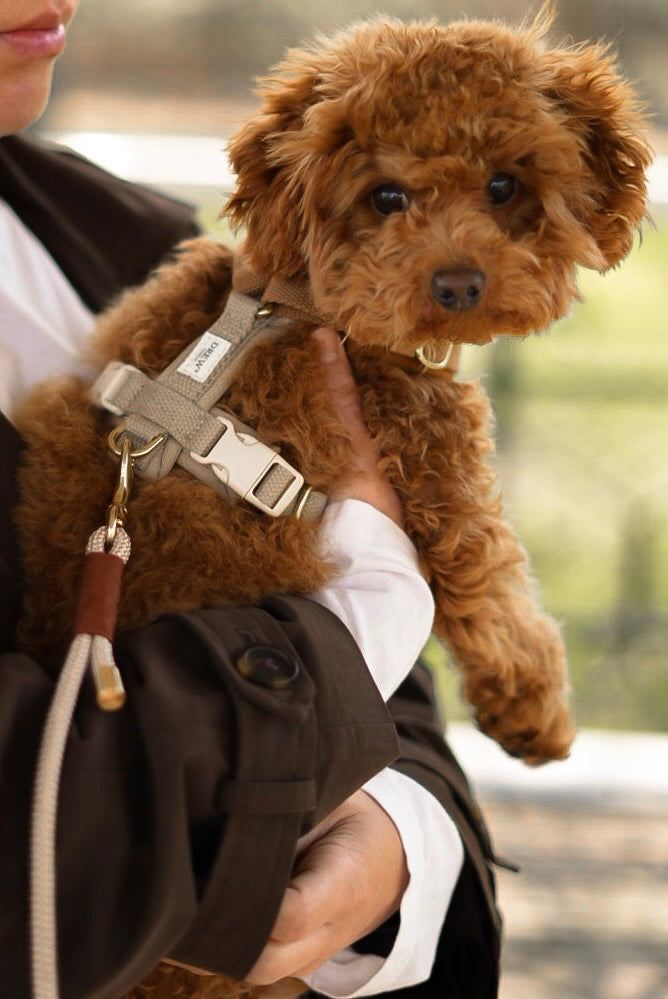Brown dog being held by a person with a blurred background