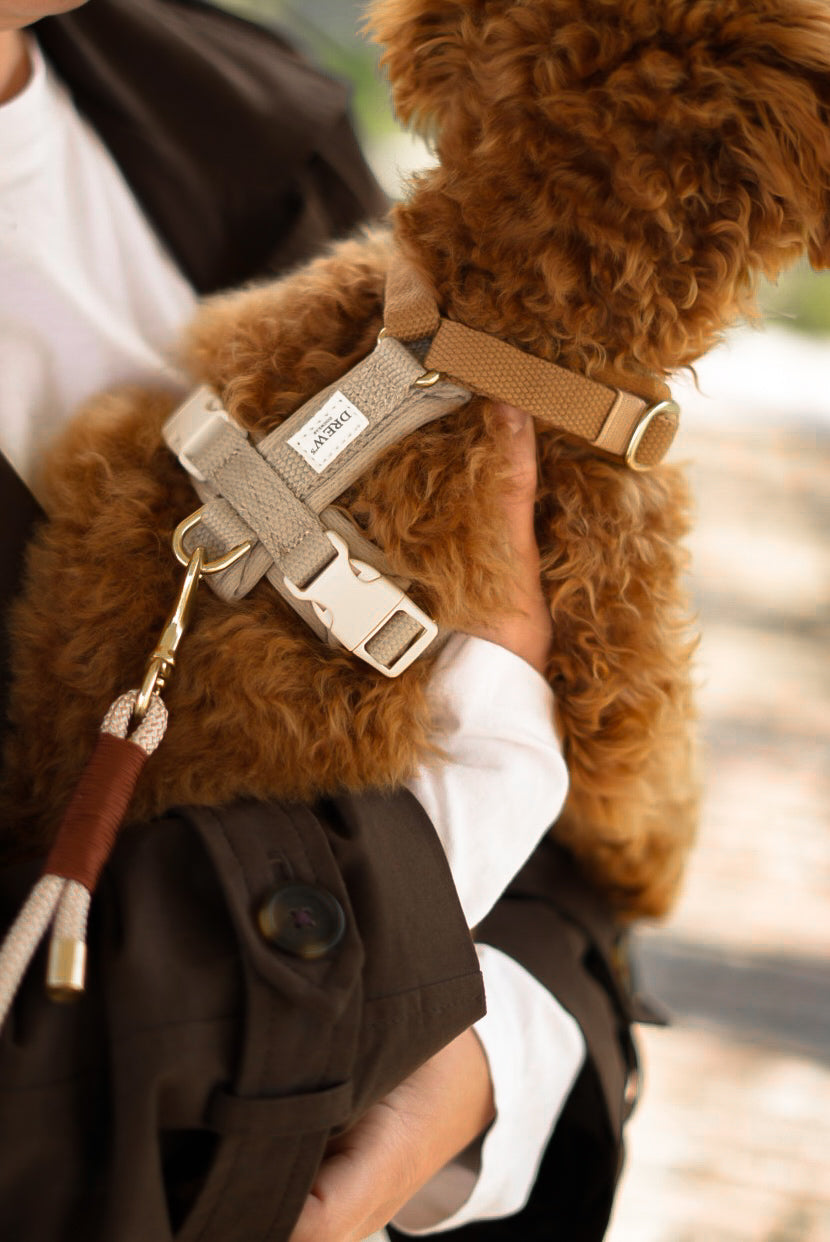 Brown dog wearing a harness with a blurred background