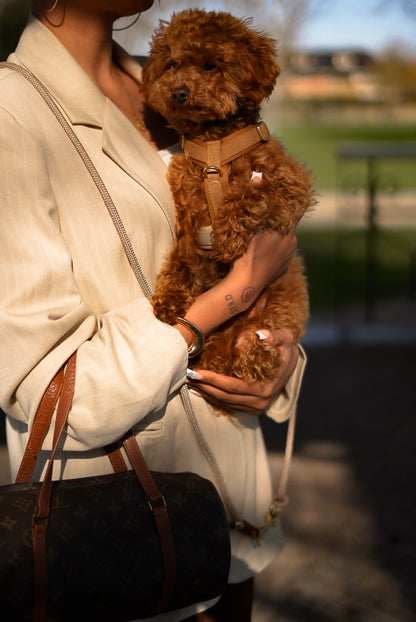 Person holding a small brown dog outdoors with a blurred background