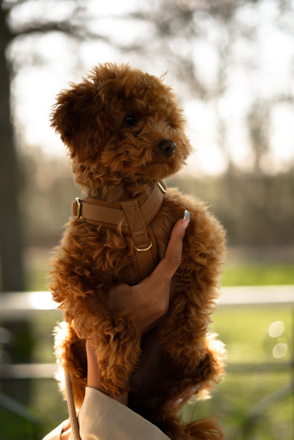 Person holding a small brown dog outdoors with trees and grass in the background