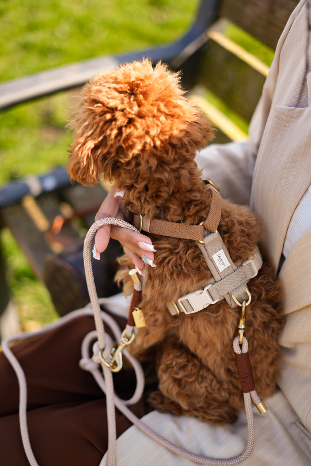Brown dog on a leash held by a person outdoors