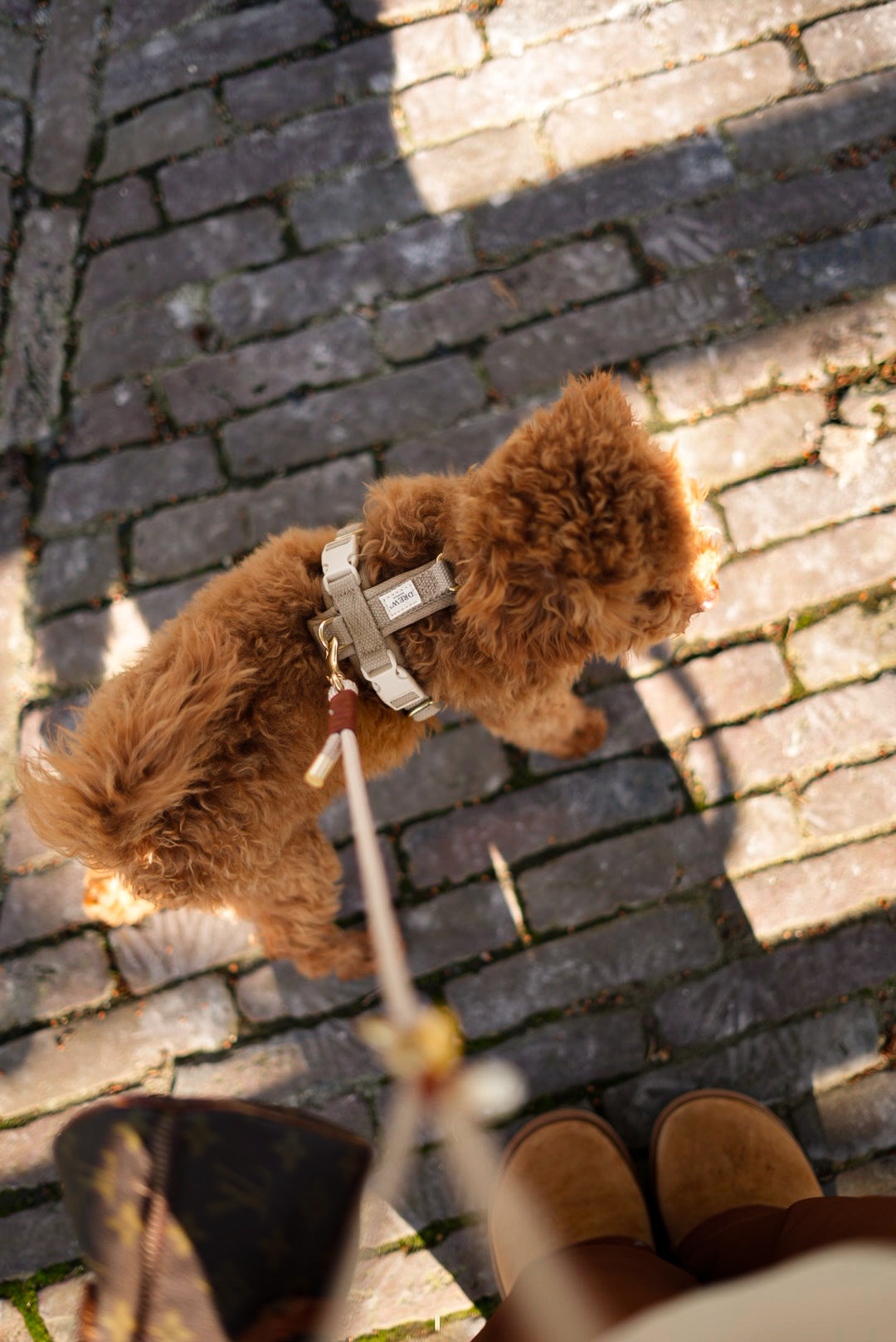 Small brown dog on a leash walking on a cobblestone street