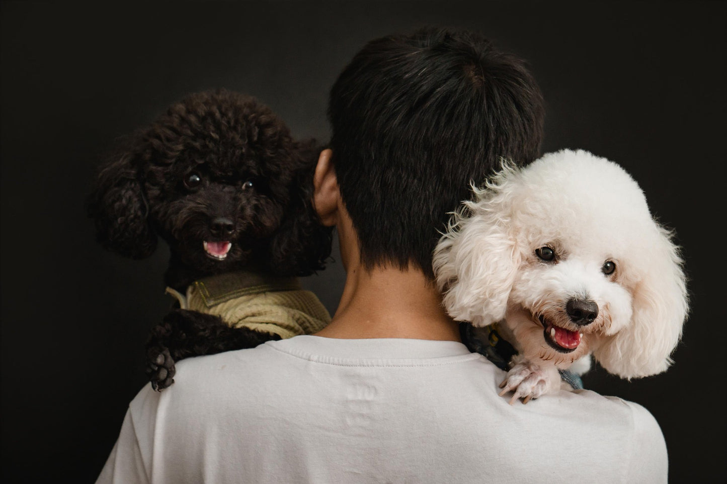Dog Facial Trim – Wash/Dry Add-On Service
