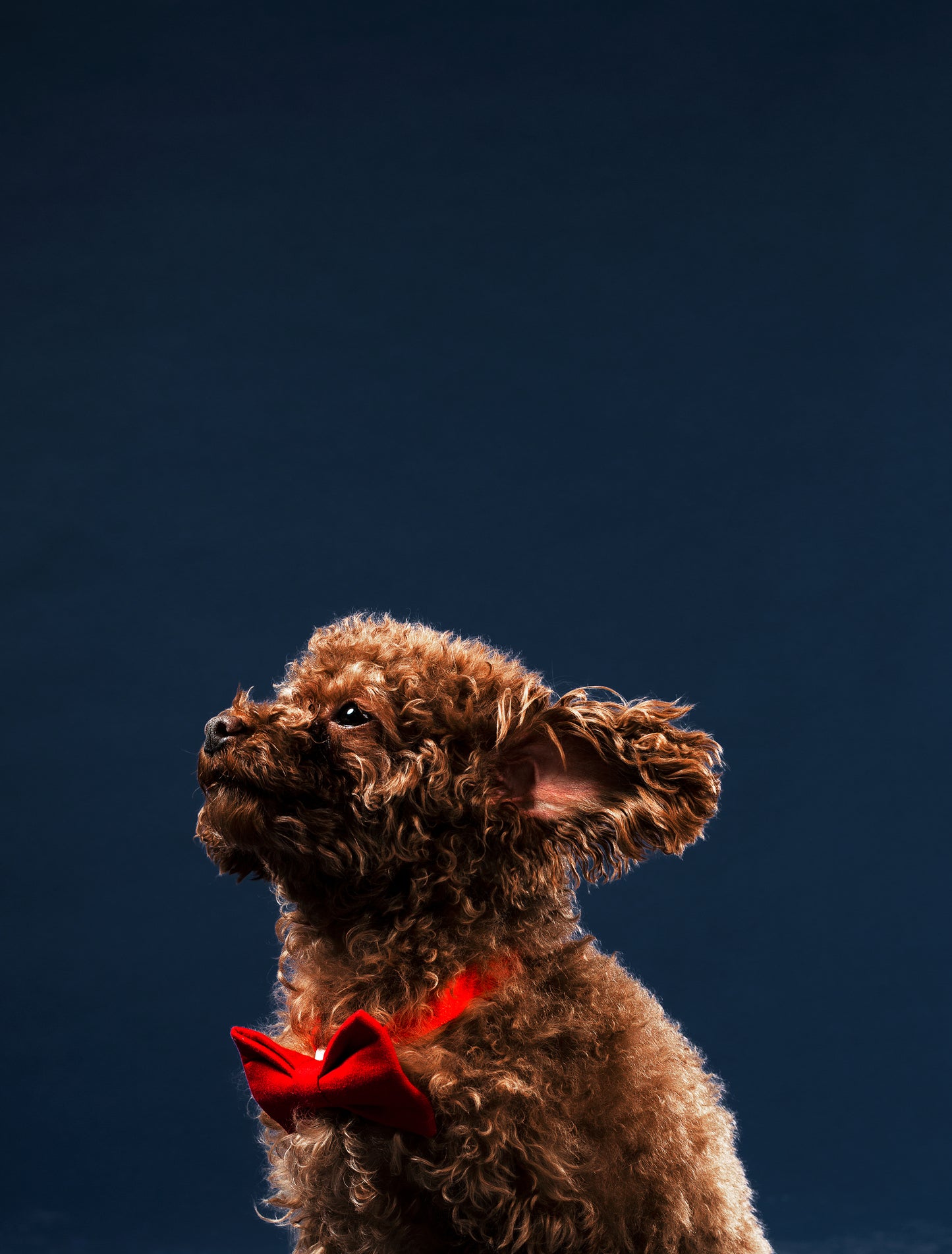 Dog Full Groom – All-Inclusive Pampering