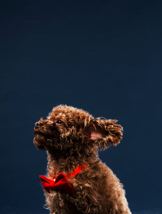 Dog Full Groom – All-Inclusive Pampering