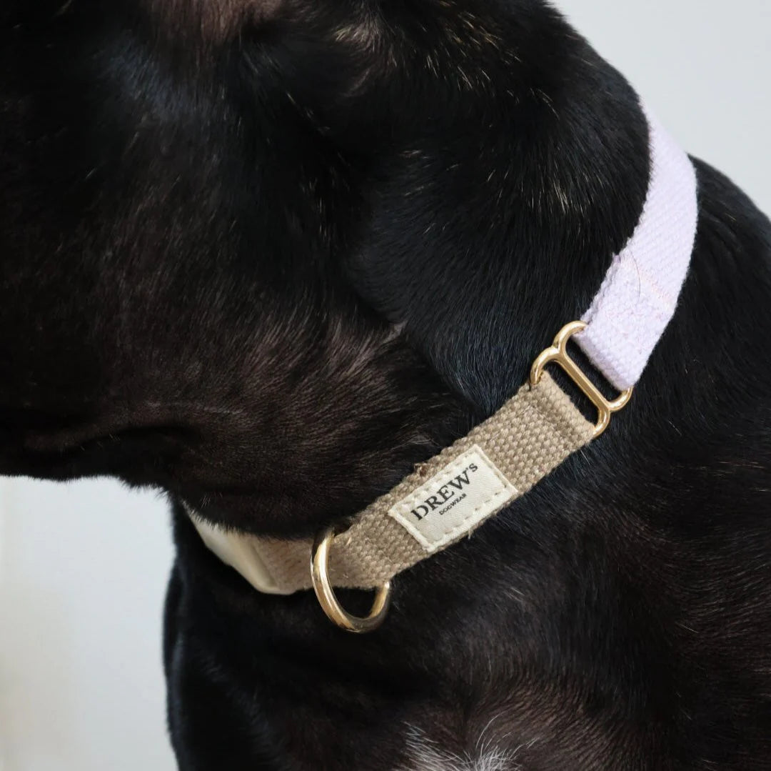 Dog wearing a collar with a visible brand logo on a neutral background