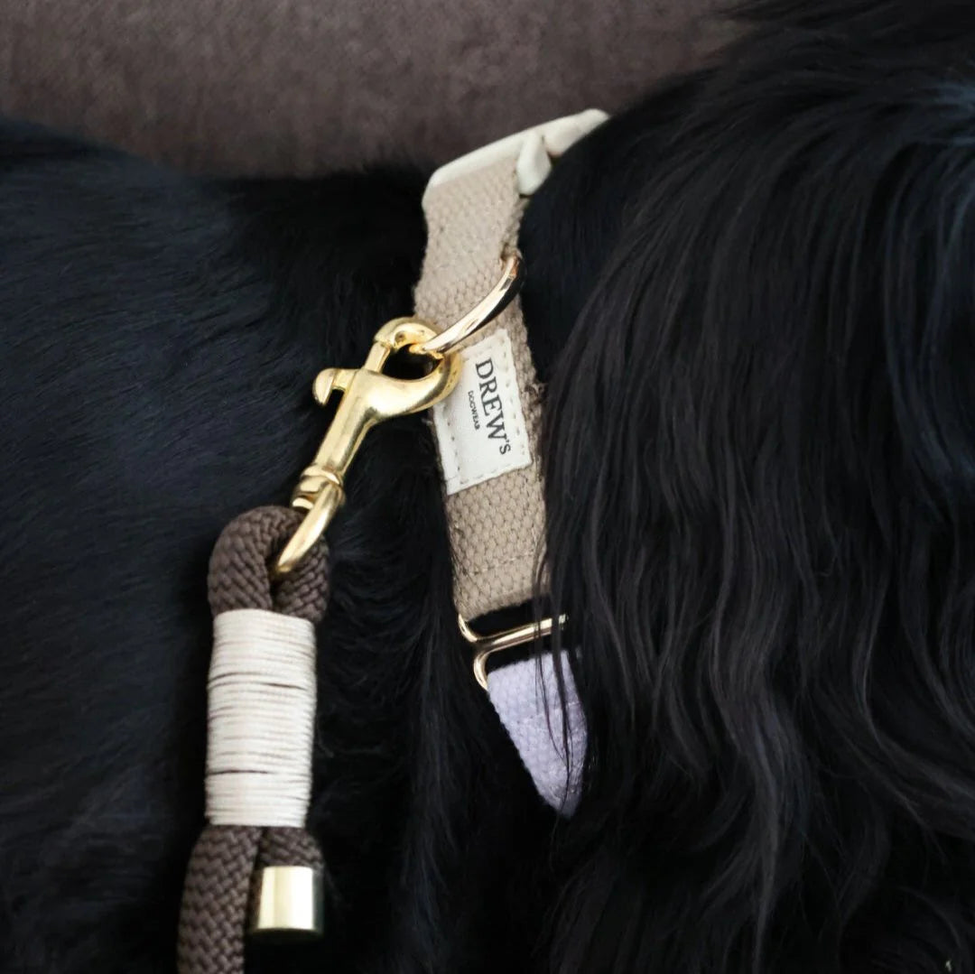 Dog collar with gold clasp and brand tag on a dark fur background