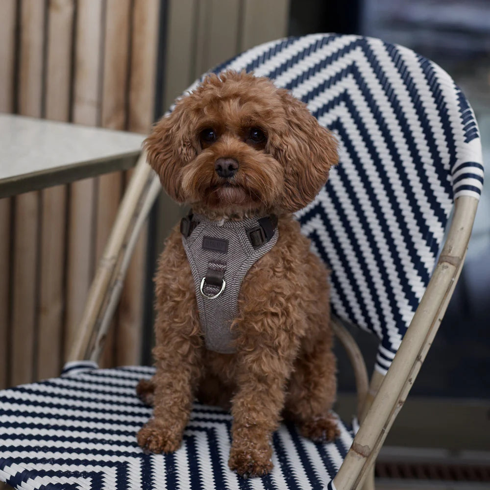 Dog Harness Elma in Mocca | Comfortable Adjustable Scandinavian Design