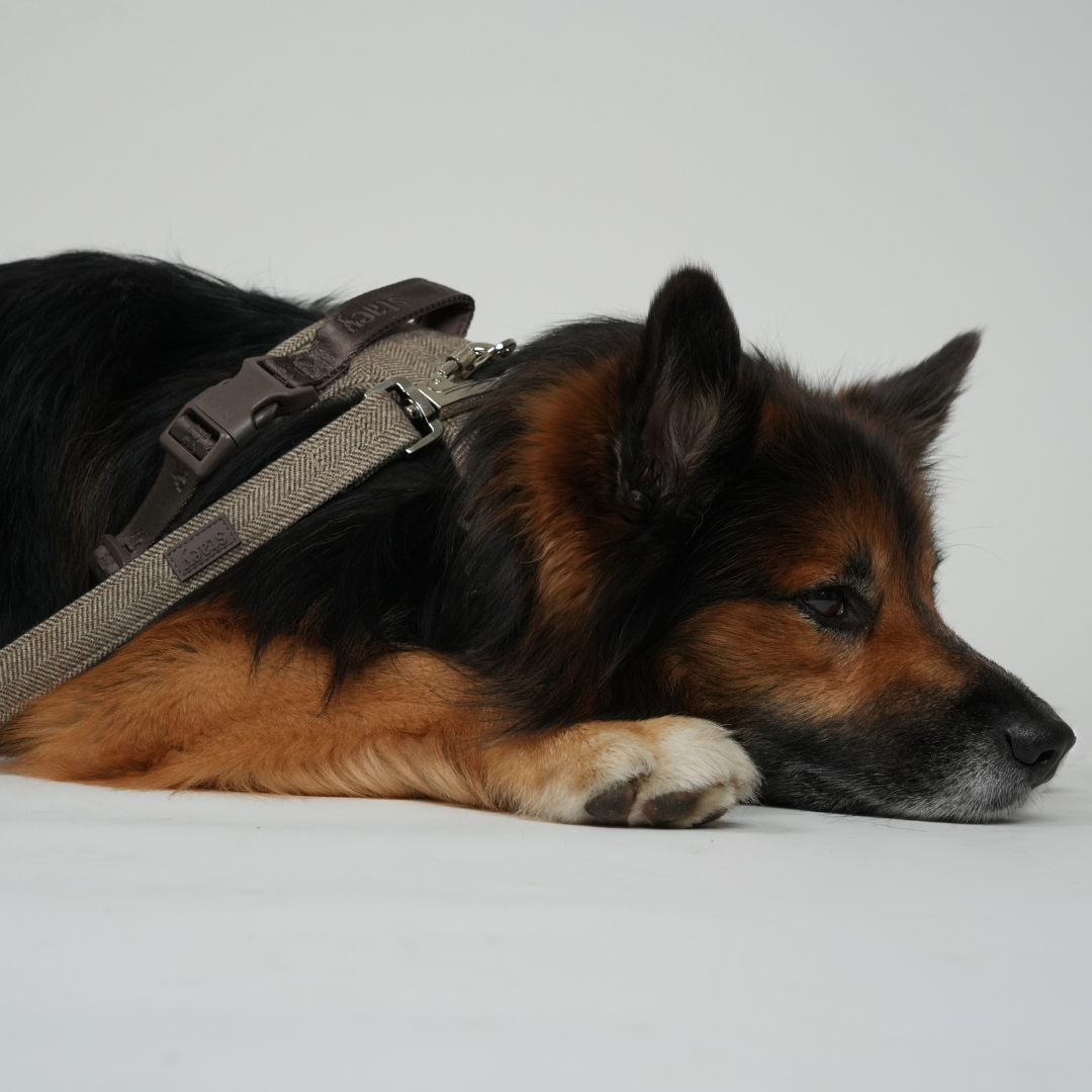 Dog wearing a harness lying on a white surface with a gray background
