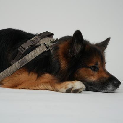 Dog wearing a harness lying on a white surface with a gray background