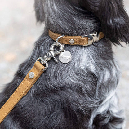 Dog wearing a brown leather collar with a metal clasp and tags.