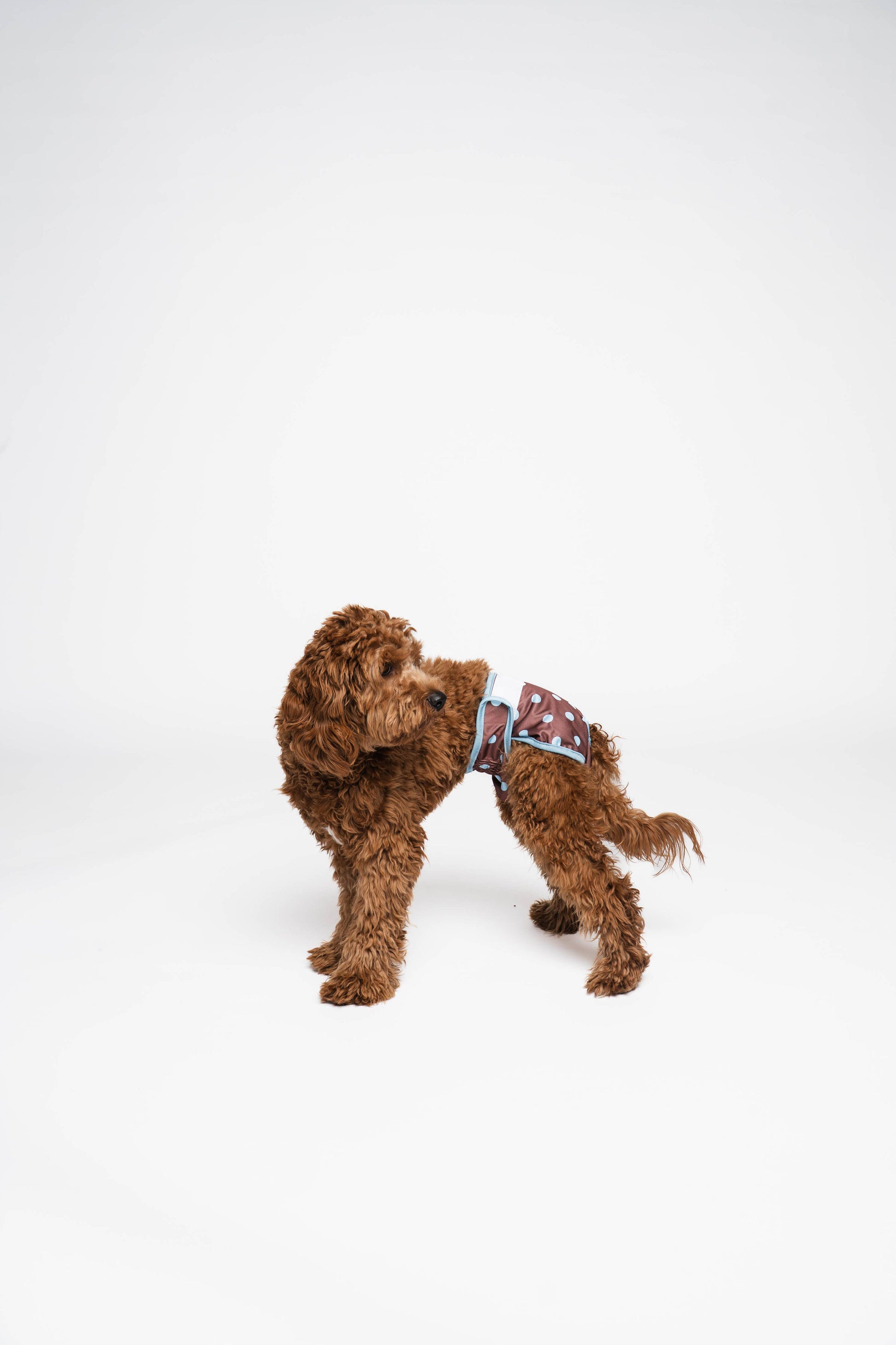 Brown dog wearing a harness on a white background
