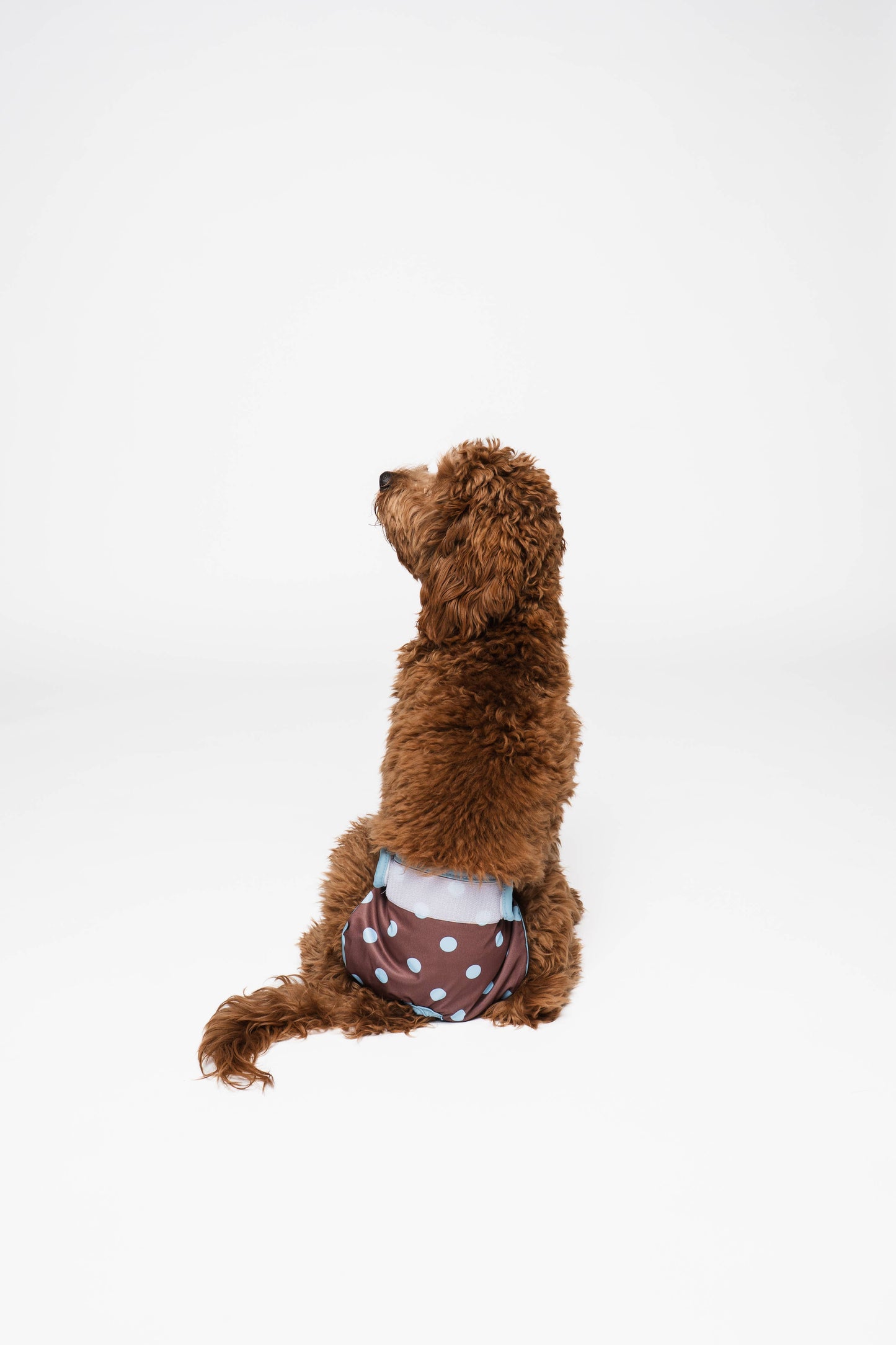 Dog Period Panties – Dots (Reusable & Washable)