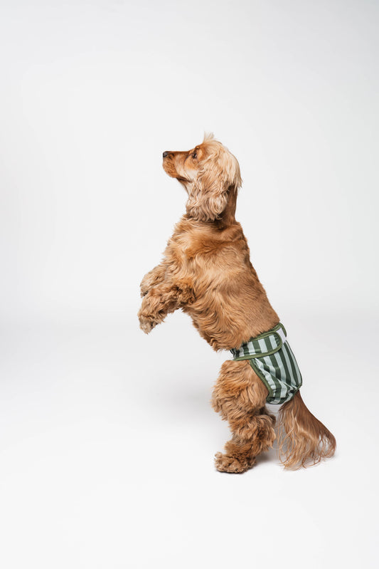 Dog wearing a green and white striped diaper on a white background
