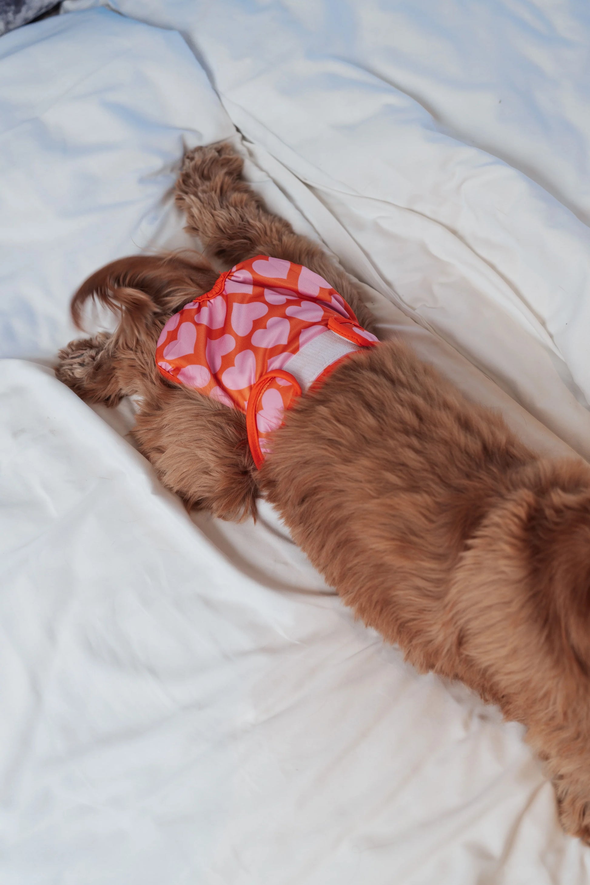 Brown dog wearing a red and white patterned shirt lying on a white blanket.