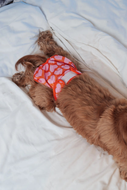 Brown dog wearing a red and white patterned shirt lying on a white blanket.