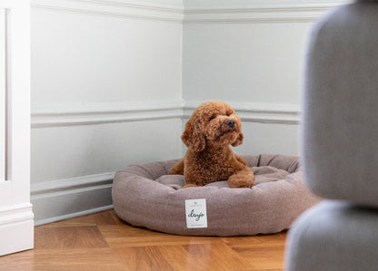 Dog sitting on a gray dog bed with a visible brand label in a room with wooden flooring and white walls.
