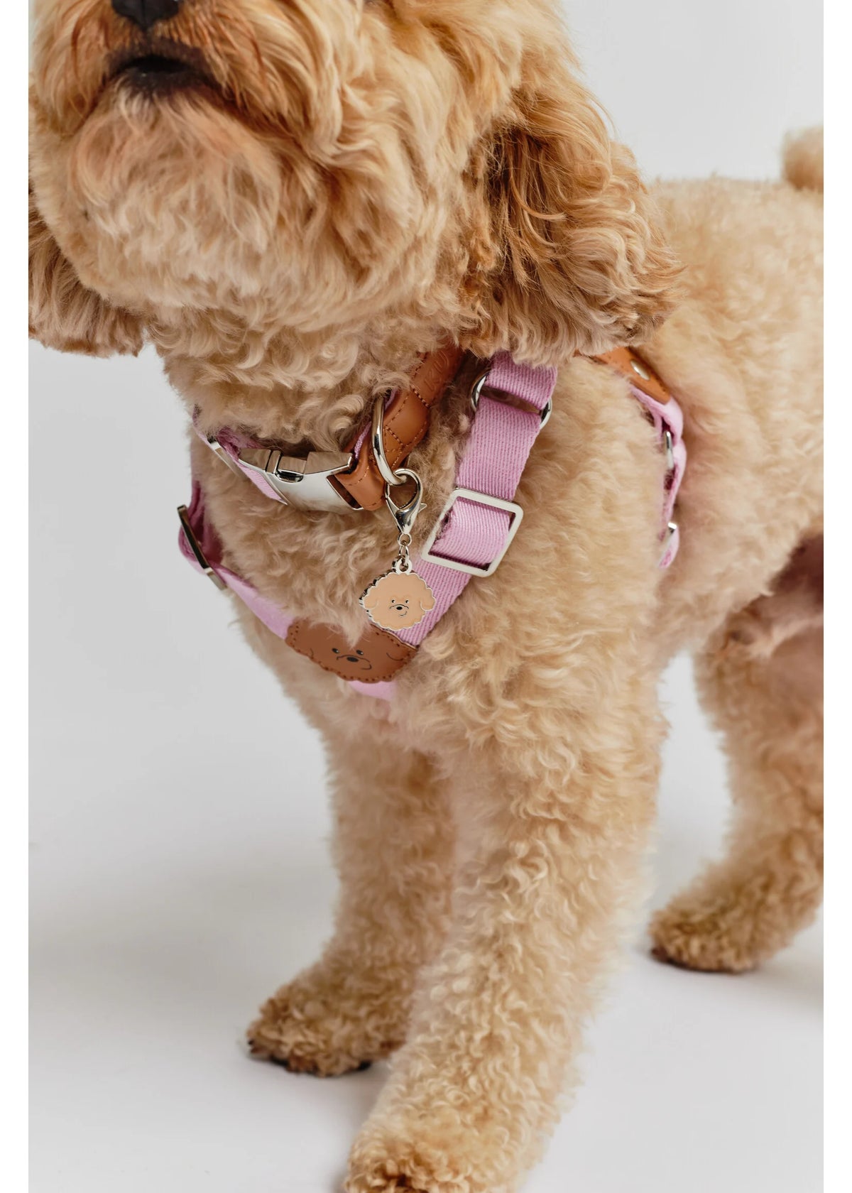 Eco-Leather Small Dog Kusaka Collar | Taffy Pink