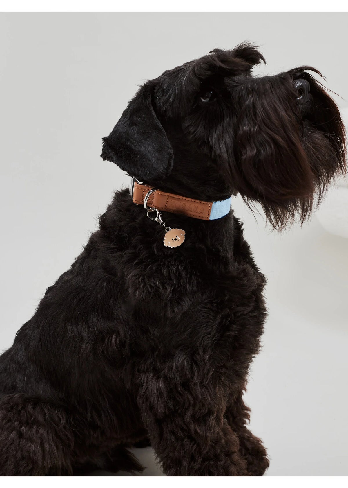 A black-haired dog wearing a light blue harness with a brown leather patch, sitting against a plain light gray studio background.